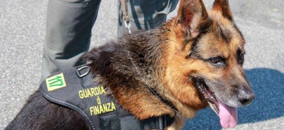 Unità cinofile in azione, nei guai in due per possesso di sostanze stupefacenti